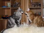 Katze Arwen und Padme 6 Monate alt.